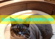 四川同城平台，快速找到附近伴侣